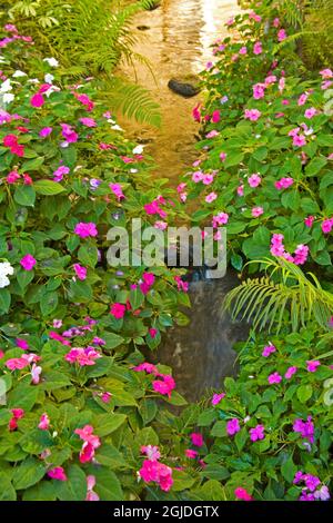 USA, Hawaii, Maui, Up Country, Kula, Kula Botanical Gardens mit kleinem Bach, gesäumt von Impatiens Stockfoto