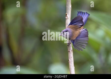 Blauflügelige Minla (Actinodura cyanouroptera). SYN Blue-winged Siva. Actinodura cyanouroptera (Hodgson, 1838) Foto: Magnus Martinsson / TT Code 2734 Stockfoto