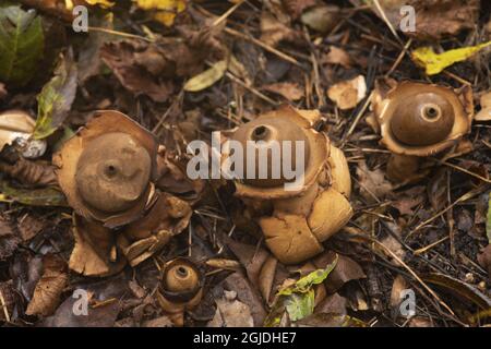 Kragjordstjarna (Geastrum Triplex). Earthstar mit Kragen (Geastrum Triplex). Geastrum Triplex Jungh. 1840 Synonymer Geastrum michelianum W.G. Sm 1873 Geastrum tunicatum var. michelianum (W.G. Sm.) Sacc. 1862 Foto: Magnus Martinsson / TT / 2734 Stockfoto