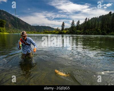 Fliegen Sie Fischer in einer Regenbogenforelle am Snake River, South Fork des Snake River, Idaho. (MR) Stockfoto