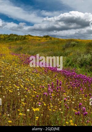 Usa, Kalifornien. Eulenklee, Goldfelder und cremefarbene Becher auf einem Hügel in der Carrizo Plain, National Monument, Kalifornien Stockfoto