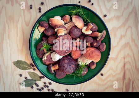 Frisch gepflückte Pilze in einer grünen Schüssel. Edle Steinpilze und Lorbeer, umgeben von Kräutern, auf einem Sperrholztisch. Stockfoto