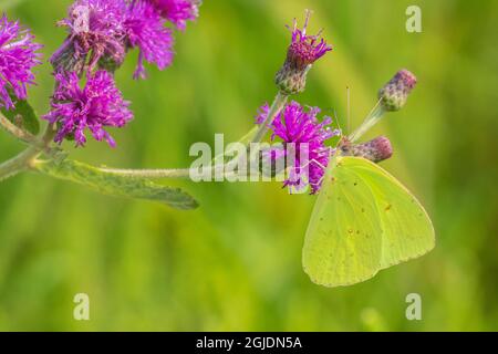 Wolkenloser Schwefel (Phoebis sennae) auf Missouri Ironweed (Veronia missurica), Marion County, Illinois. Stockfoto