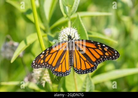 Monarch (Danaus plexippus) über Rattlesnake Master (Eryngium yuccifolium), Marion County, Illinois. Stockfoto
