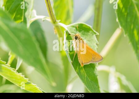 Delaware Skipper (Anatrytone logan) Lawrence County, Illinois. Stockfoto