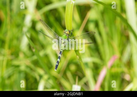 Eastern Pondhawk (Erythemis simplicicollis) weiblich, Marion County, Illinois. Stockfoto