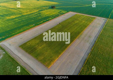 Luftaufnahme des Maisfeldes, das für Silage geschnitten wird, Marion County, Illinois. Stockfoto