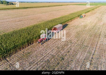 Luftaufnahme des Maisfeldes, das für Silage geschnitten wird, Marion County, Illinois. Stockfoto