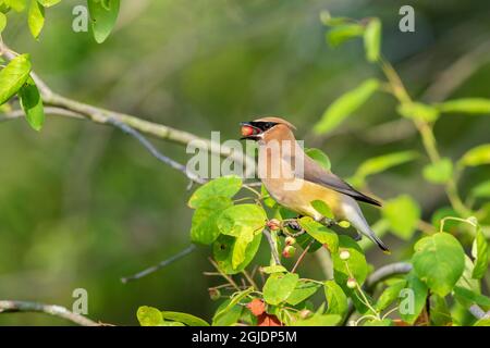 Cedar Waxwing (Bombycilla cedrorum)Beere im Dienstbeerenbusch essen Stockfoto