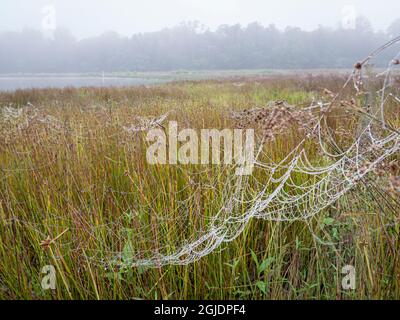 Spinnennetze mit Tau am nebligen Morgen in Feuchtgebieten um den Teich, Day Preserve, Illinois Stockfoto