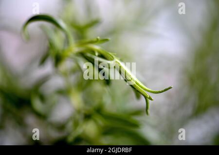 Rosemary Foto Janerik Henriksson / TT Code 10010 Stockfoto