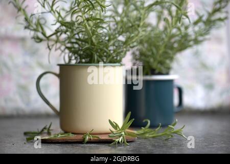 Rosemary Foto Janerik Henriksson / TT Code 10010 Stockfoto