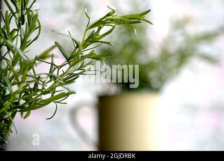 Rosemary Foto Janerik Henriksson / TT Code 10010 Stockfoto