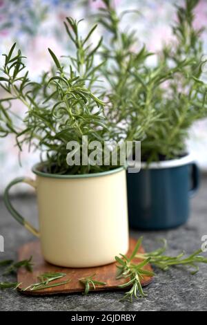 Rosemary Foto Janerik Henriksson / TT Code 10010 Stockfoto