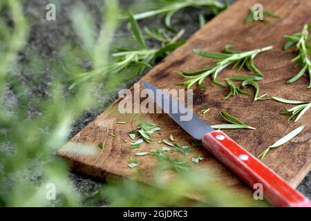 Rosemary Foto Janerik Henriksson / TT Code 10010 Stockfoto