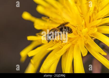 Die zweifarbige Maurerbiene (Osmia bicolor), Männchen auf Löwentang (Taraxacum officinale) Foto: Ola Jennersten / TT / Code 2754 Stockfoto