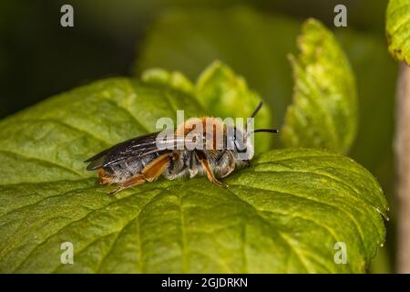 Bergbaubiene (Andrena haemorrhoe), schwarze Johannisbeere (Ribes nigrum) Foto: Ola Jennersten / TT / Code 2754 Stockfoto