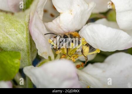 Bienenabbau (Andrena helvola) auf (Malus domestica) Foto: Ola Jennersten / TT / Code 2754 Stockfoto