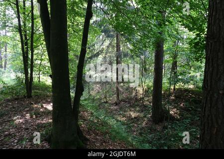 Polom, Polen - 16. Juli 2021: Ein gut erhaltener deutscher Festungsweg im Szczytno-Wald. Strategische Verteidigungslinie. Bunker, Kasematte Stockfoto