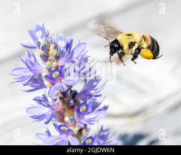 Biene schwebt über einer Waldkrautpflanze und sucht nach Pollen. Stockfoto