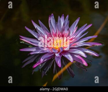 Blume mit leuchtend flammenden Farben und gespenstischen Spiegelungen im Wasser. Stockfoto
