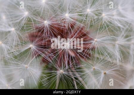 Nahaufnahme des Dandelionensamenkopfes, Kentucky Stockfoto