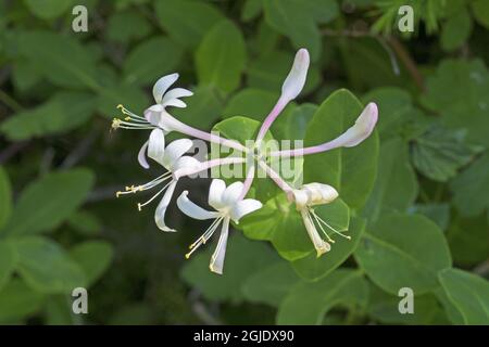 Perfoliate Honeysuckle, Lonicera caprifolium Foto: Bengt Ekman / TT / Code 2706 Stockfoto