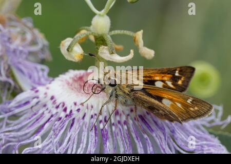 Feuriger Skipper, Creasey Mahan Nature Preserve, Kentucky Stockfoto