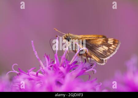 Feuriger Skipper, auf eisenweed-Blüten, Creasey Mahan Nature Preserve, Kentucky Stockfoto