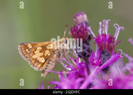 Feuriger Skipper, Creasey Mahan Nature Preserve, Kentucky Stockfoto