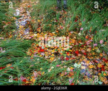Farbenfroh gefallene Blätter und Gras im Herbst, Acadia National Park, Maine Stockfoto