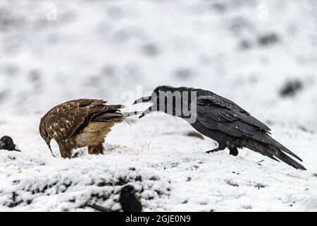 Der Rabe (Corvus corax) und der Bussard (Buteo buteo) Foto: Ola Jennersten / TT / Code 2754 Stockfoto