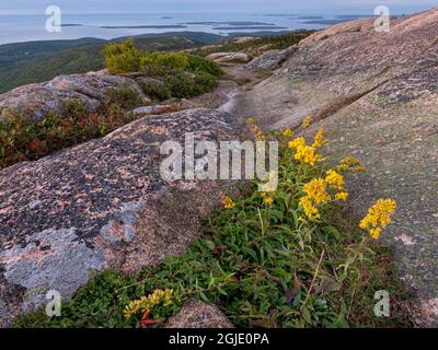 Goldrute in Blüte, frühes Licht auf Granit, bedeckt von Flechten, oben auf dem Cadillac Mountain, Blick nach Süden über den Park, Acadia National Park, Maine Stockfoto
