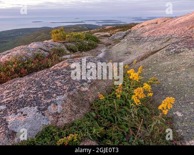 Goldrute in Blüte, frühes Licht auf Granit, bedeckt von Flechten, oben auf dem Cadillac Mountain, Blick nach Süden über den Park, Acadia National Park, Maine Stockfoto