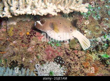 Plack-Kugelfisch (Arothron nigropunctatus) schwimmt am 30. Dezember 2010 im philippinischen Meer Stockfoto