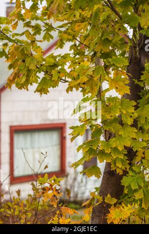 USA, Maine, Mt. Desert Island. Bernard mit Herbstlaub. Stockfoto