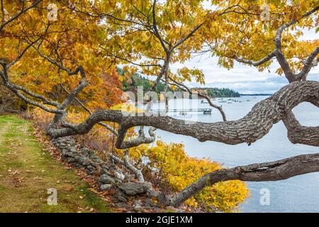 USA, Maine, Mt. Desert Island. Northeast Harbor im Herbst. Stockfoto