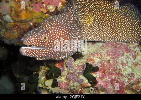 Weißer Mund Moray Eel (Gymnothorax Meleagris) ragt hinter einem Felsen im philippinischen Meer hervor 16. Januar 2012 Stockfoto