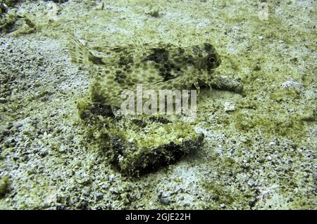 Orientalisch fliegender Gurnard (Dactyloptena Orientalis) am Boden im philippinischen Meer 30. Dezember 2011 Stockfoto