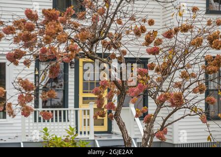 USA, Maine, Bayside. Bayview Cottages, Gemeinschaft am Meer in einem ehemaligen religiösen Themenresort im Herbst. Stockfoto