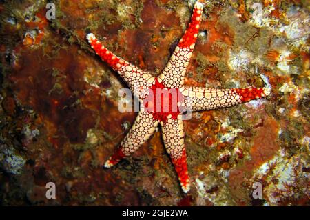 Seastar (Pentaceraster) auf dem Boden im philippinischen Meer 14. Dezember 2011 Stockfoto