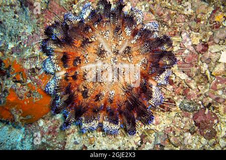 Seeigel auf dem Boden im philippinischen Meer 18. Dezember 2011 Stockfoto