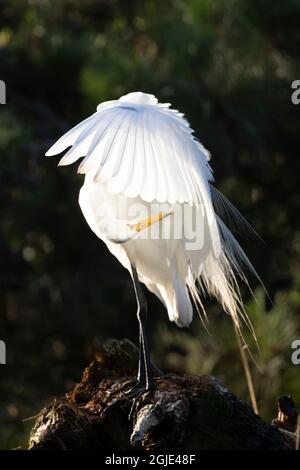 USA, Maryland, Chincoteague Island, Reiher Stockfoto
