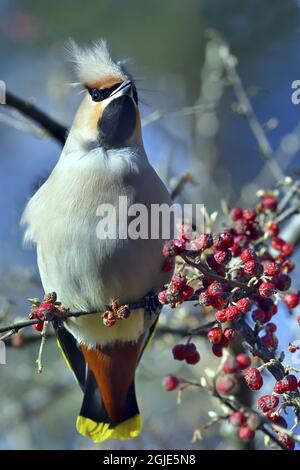 Der böhmische Wachsflügel (Bombycilla garrulus) Foto: ALF Linderheim / TT / Code 2731 Stockfoto