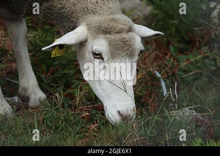 Ein Schaf, nur Gesicht, Kauen, Blick auf die Kamera, isoliert, Vor Wiesenhintergrund Stockfoto