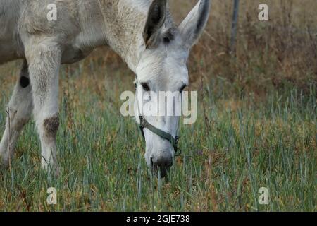 SCHÖNER WEISSER PFERDEKOPF AUF EINER WIESE Stockfoto