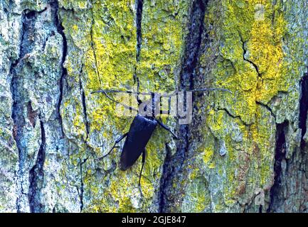 Großer steinbock-Käfer (Cerambyx cerdo) Foto: Bengt Ekman / TT / Code 2706 Stockfoto