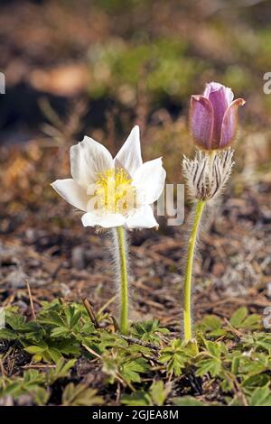 Frühlingsblume (Pulsatilla vernalis) Foto: Bengt Ekman / TT / Code 2706 Stockfoto