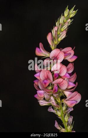 O. sativa oder gewöhnliches Sainfoin (Onobrychis viciifolia) Foto: Ola Jennersten / TT / Code 2754 Stockfoto