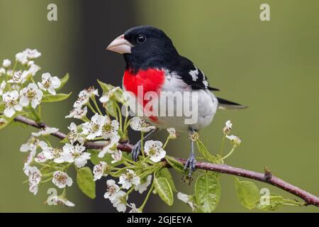 Rosenreiher Großbeak im Zuchtgefieder, Michigan. Stockfoto